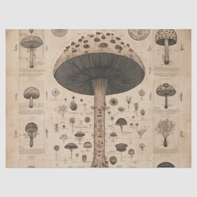 Papier Mousseline Graphique botanique de champignons vintage (10) (Recto)