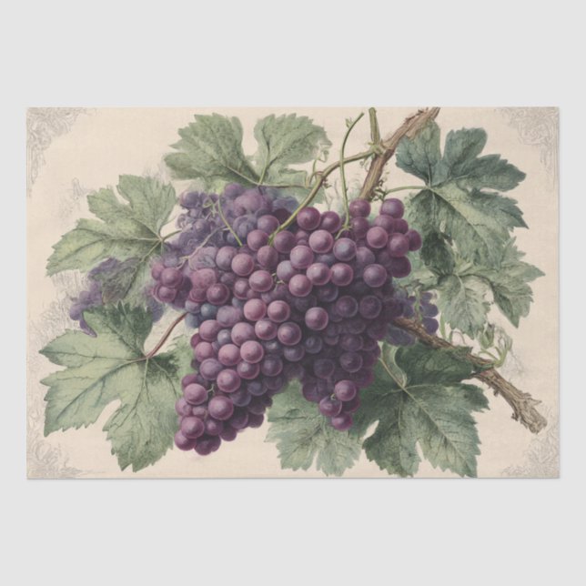 Papier Mousseline Gravure ancienne de raisins de vignoble (Recto)
