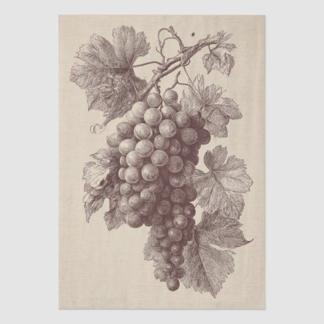 Papier Mousseline Gravure ancienne de raisins de vignoble (Recto)