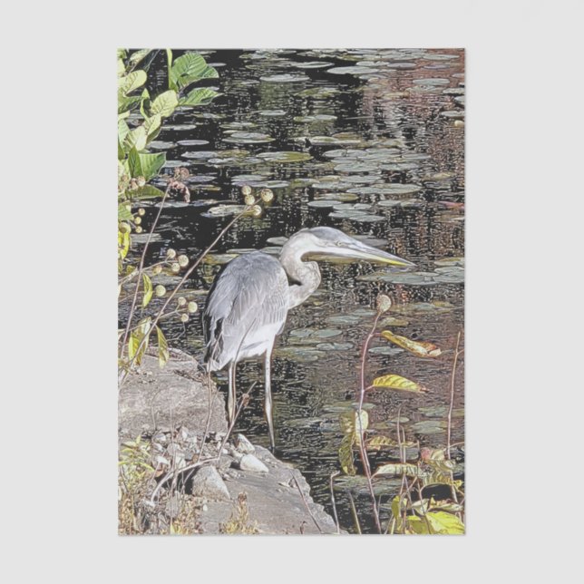 Papier Mousseline Great Blue Heron Stretched Canvas Print (Recto)