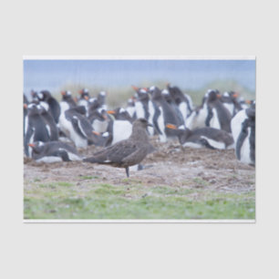 Papier Mousseline Great Skua in front of penguin colony