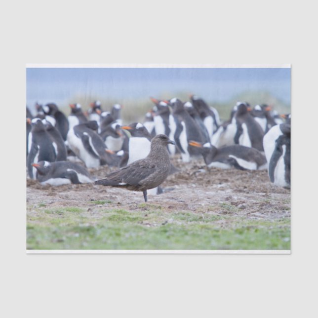Papier Mousseline Great Skua in front of penguin colony (Recto)