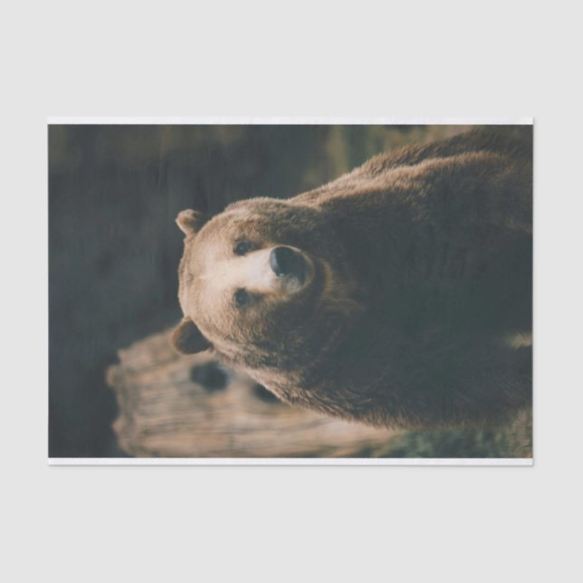 Papier Mousseline Grizzly Bear (Recto)