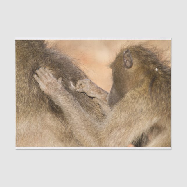 Papier Mousseline Grooming baboons (Recto)