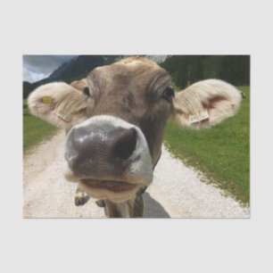 Papier Mousseline Gros plan, Partie 6 : The Curious Cow Edition