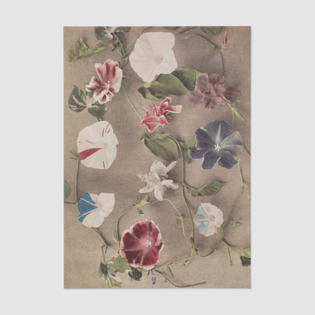 Papier Mousseline Group of Morning Glories by Ogawa Kazumasa (Recto)