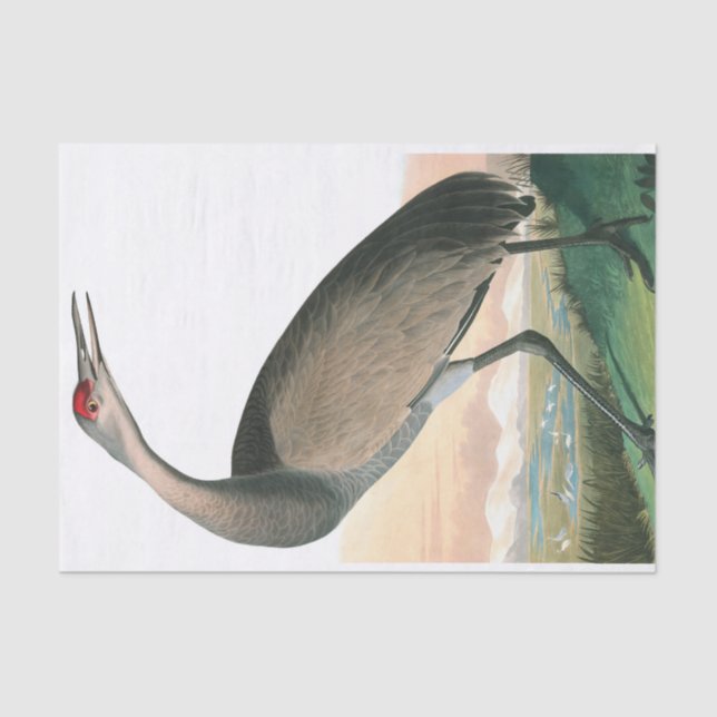 Papier Mousseline Grue à capuchon par John James Audubon (Recto)