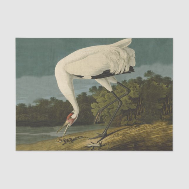 Papier Mousseline Grue blanche Audubon Peinture d'oiseaux (Recto)