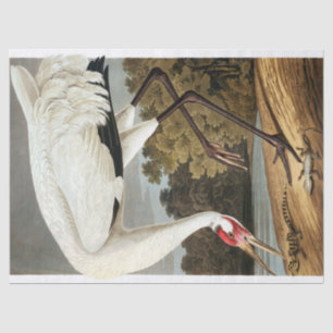 Papier Mousseline Grue blanche par John James Audubon
