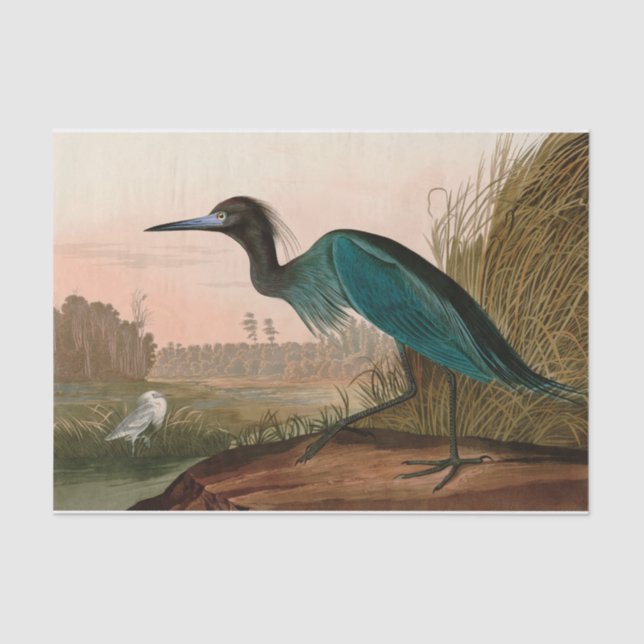 Papier Mousseline Grue bleue ou Heron Birds of America Audubon Impri (Recto)