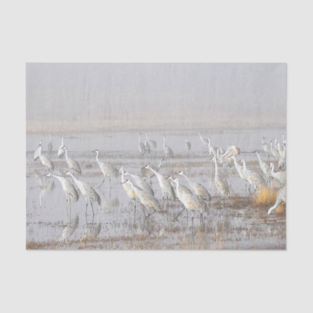 Papier Mousseline Grues de Sandhill (Recto)
