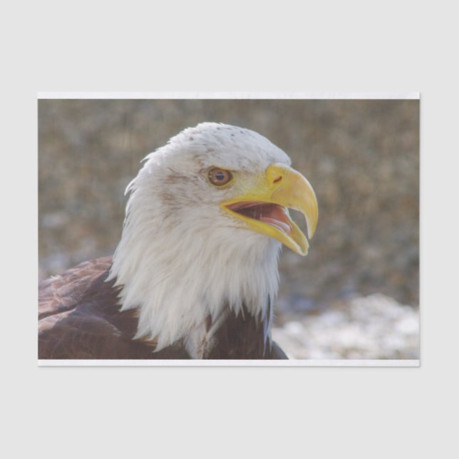 Papier Mousseline Haliaeetus leucocephalus (Recto)