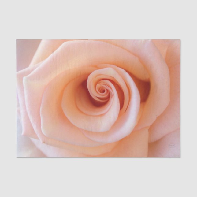 Papier Mousseline HAMbyWG - Rose Peach (Recto)