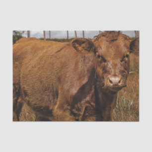 Papier Mousseline Hereford Cow Baby at Field Landscape