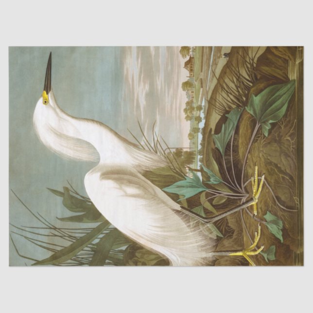 Papier Mousseline Héron blanc par John James Audubon (Recto)