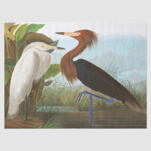 Papier Mousseline Heron violet par John James Audubon