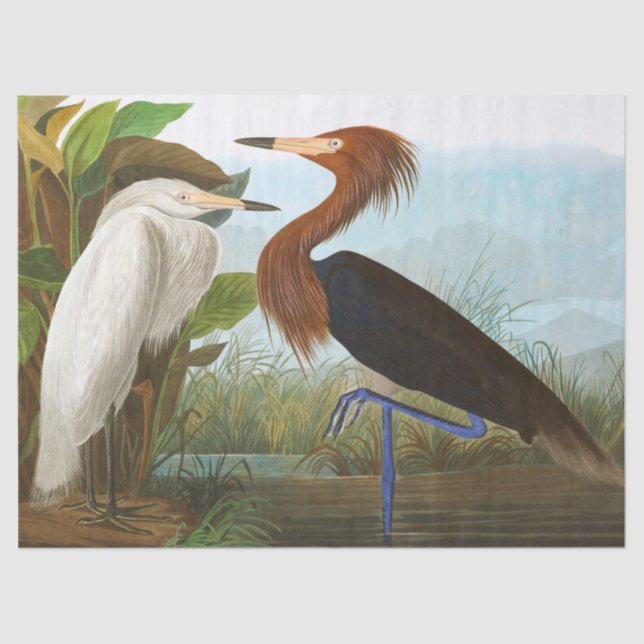 Papier Mousseline Heron violet par John James Audubon (Recto)