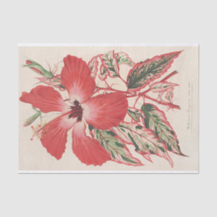 Papier Mousseline Hibiscus (et mieux Ibiscus) Cooperi de Lemaire