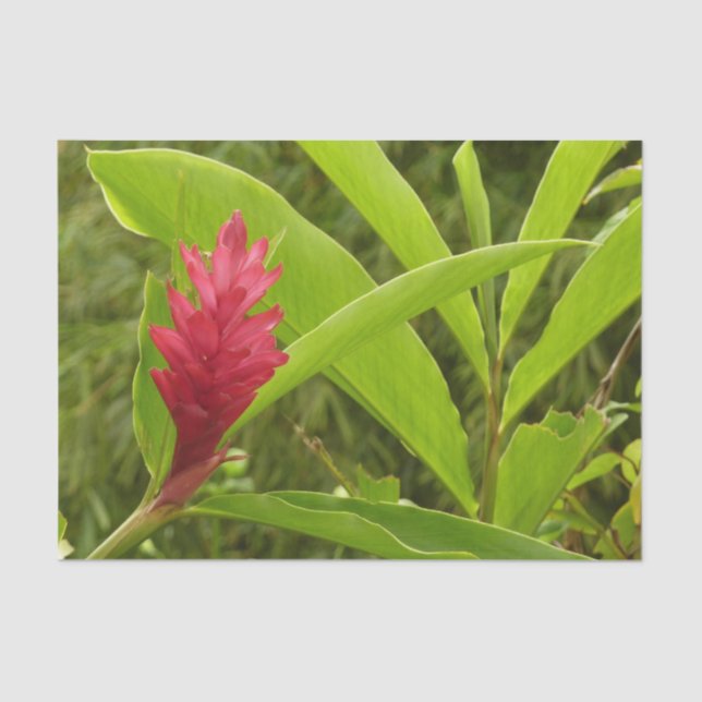 Papier Mousseline Hibiscus rose Fleur tropicale (Recto)