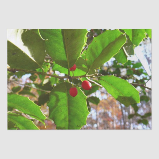Papier Mousseline Holly Feuilles II Vacances Nature Botanique (Recto)
