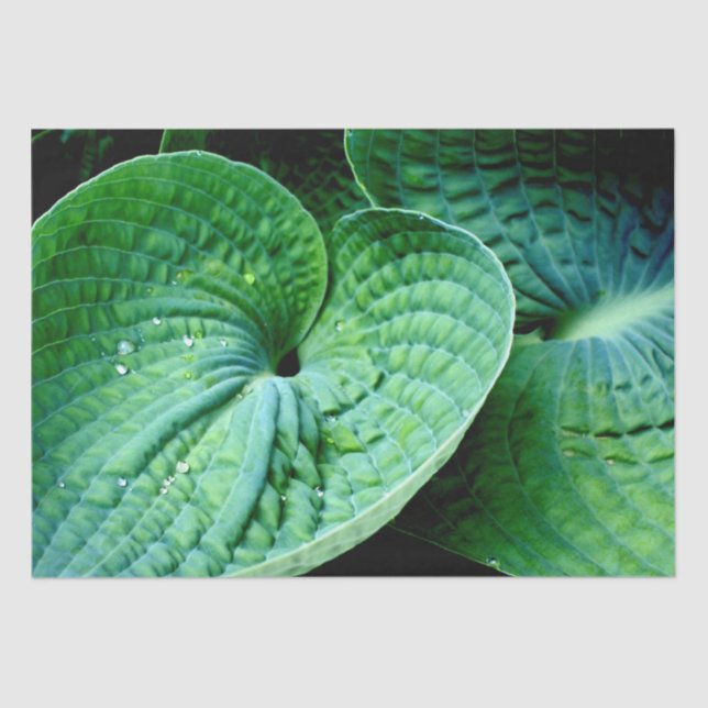 Papier Mousseline Hosta Heart (Recto)