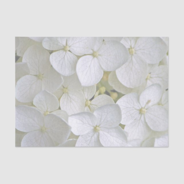 Papier Mousseline Hydrangea 6775 Papier Tissu (Recto)