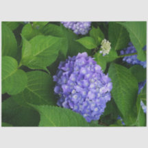 Hydrangea lavande