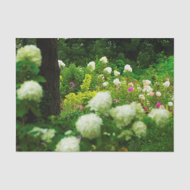 Papier Mousseline Hydrangeas Limelight dans mon jardin Rubio (Recto)