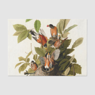 Papier Mousseline Illustration Audubon American Robin Wildlife Bird