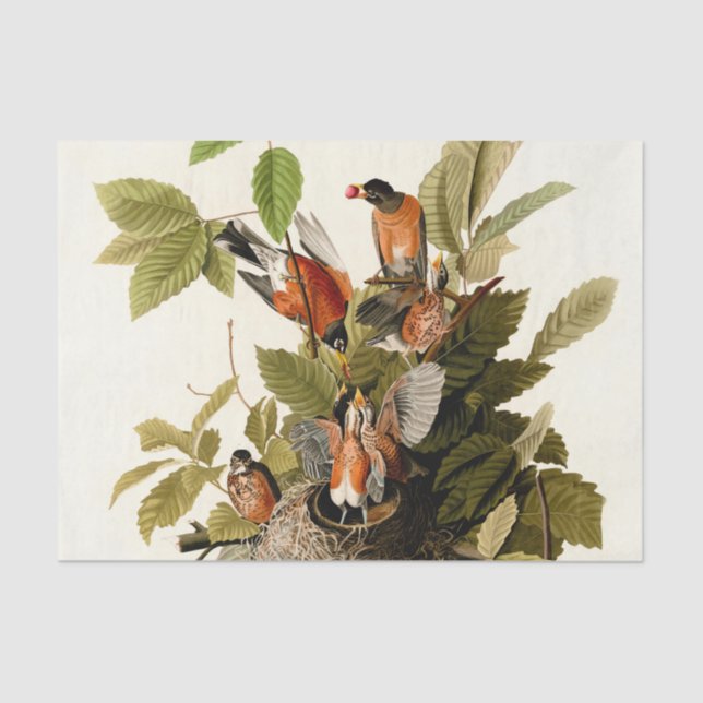 Papier Mousseline Illustration Audubon American Robin Wildlife Bird (Recto)