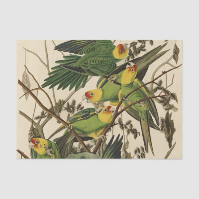 Papier Mousseline Illustration Audubon Carolina Parrot Bird (Recto)