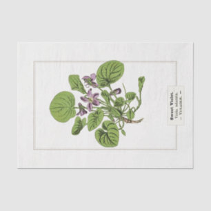 Papier Mousseline Illustration botanique de violet doux 1885