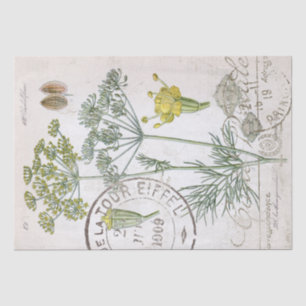 Papier Mousseline Illustration botanique Dill French Postmark Craft