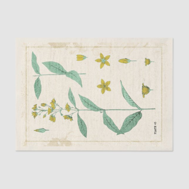 Papier Mousseline Illustration botanique vintage Fleur sauvage jaune (Recto)
