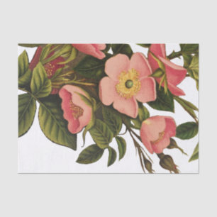 Papier Mousseline Illustration de fleurs de rose antiques