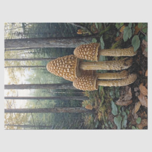 Papier Mousseline Illustration de la découpage de champignons morill