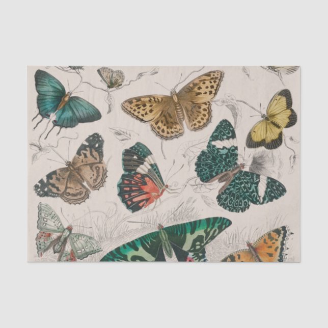 Papier Mousseline Illustration de papillon antique : 1820 Orfèvre (Recto)