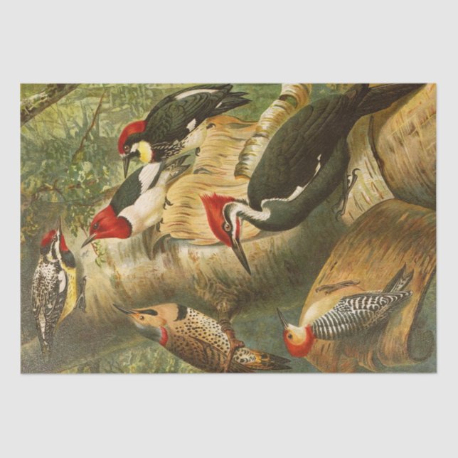 Papier Mousseline Illustration North American Bird World 1891 (Recto)