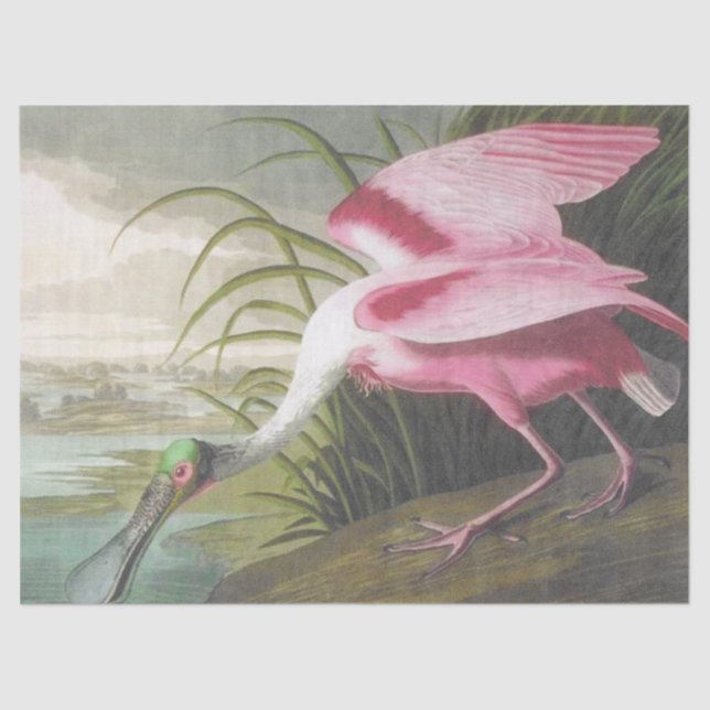 Papier Mousseline Illustration Vintage d'Audubon (Recto)