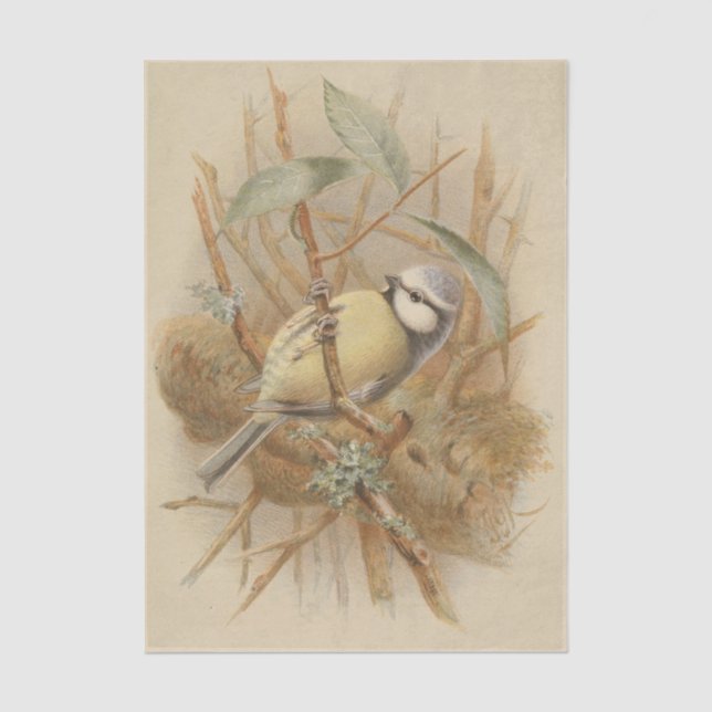 Papier Mousseline Illustration vintage de Bluetit (Recto)