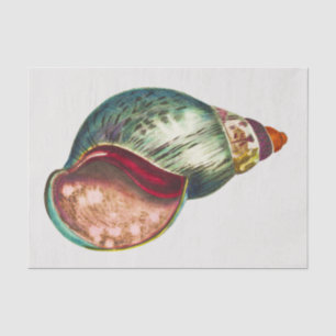 Papier Mousseline Illustration vintage Sea Shell par George Shaw