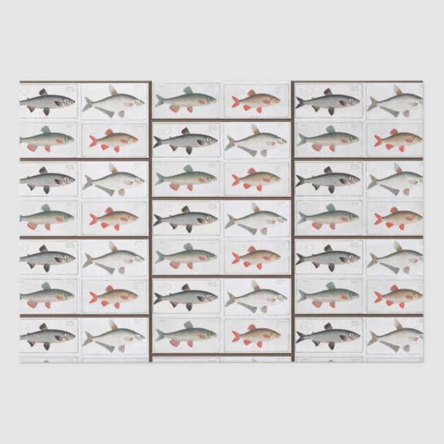 Papier Mousseline Illustrations de poissons vintages (Recto)