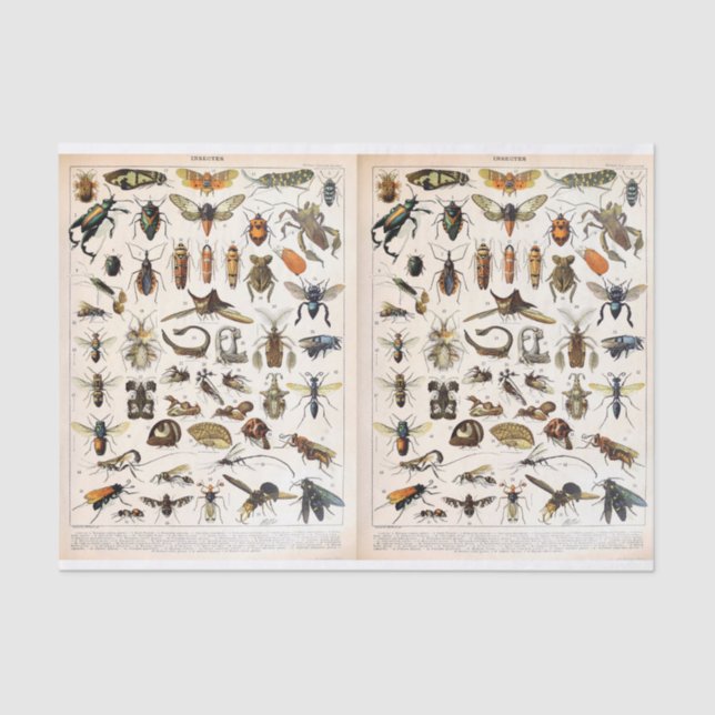 Papier Mousseline Illustrations Millot - Insectes, Découpage (Recto)