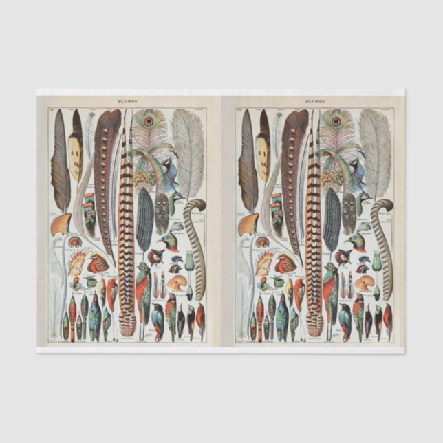 Papier Mousseline Illustrations Millot, Plumes d'oiseaux, Découpage (Recto)