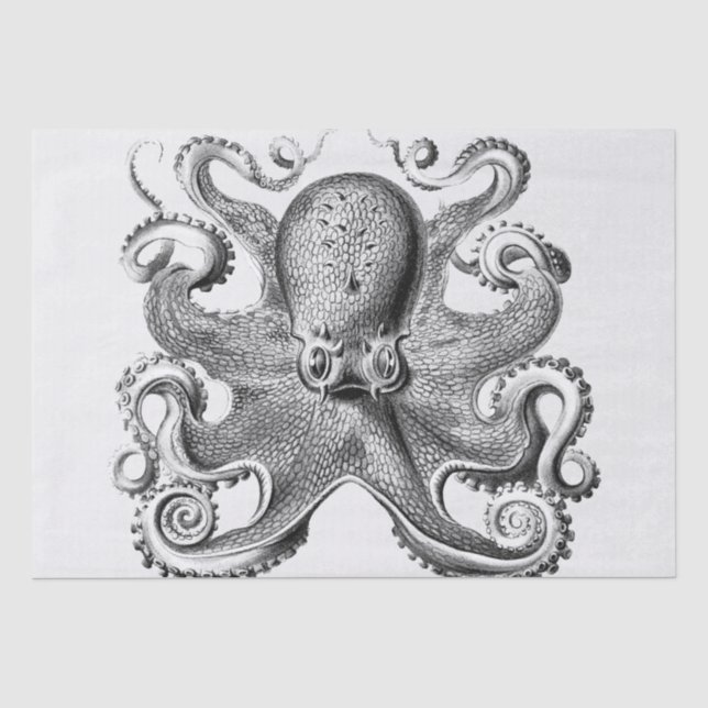 Papier Mousseline Image de pieuvre noire par Ernst Haeckel (Recto)