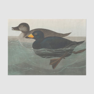 Papier Mousseline Impression de Macreuse noire d'Audubon : Canard cô
