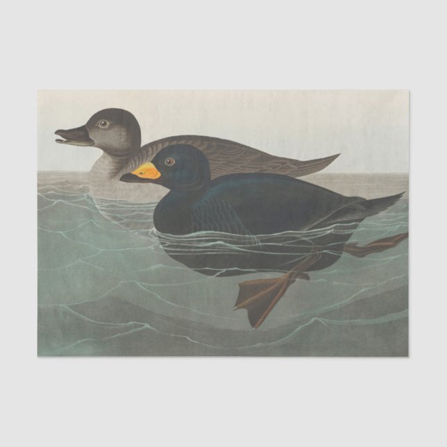 Papier Mousseline Impression de Macreuse noire d'Audubon : Canard cô (Recto)