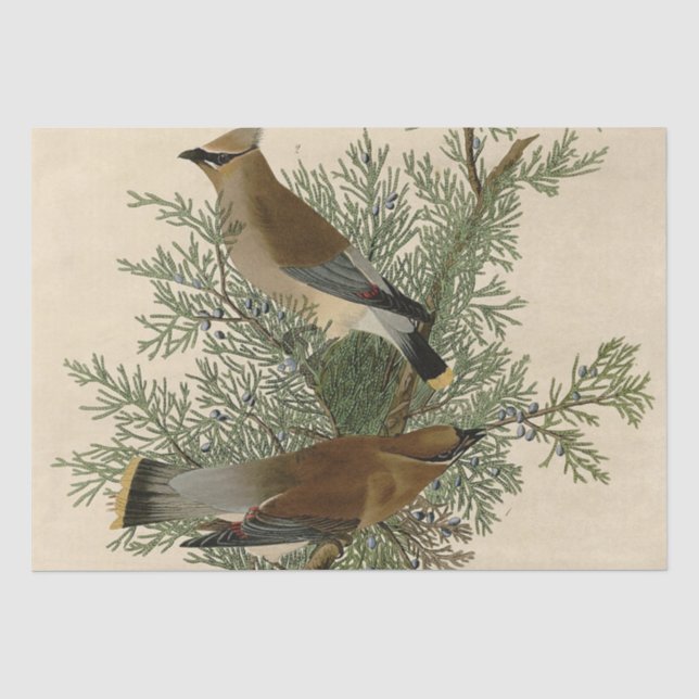 Papier Mousseline Impression d'oiseau de John James Audubon Jaseur b (Recto)