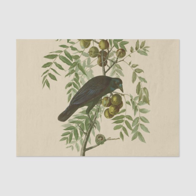 Papier Mousseline Impression d'oiseau Grackle violet d'Audubon Botan (Recto)