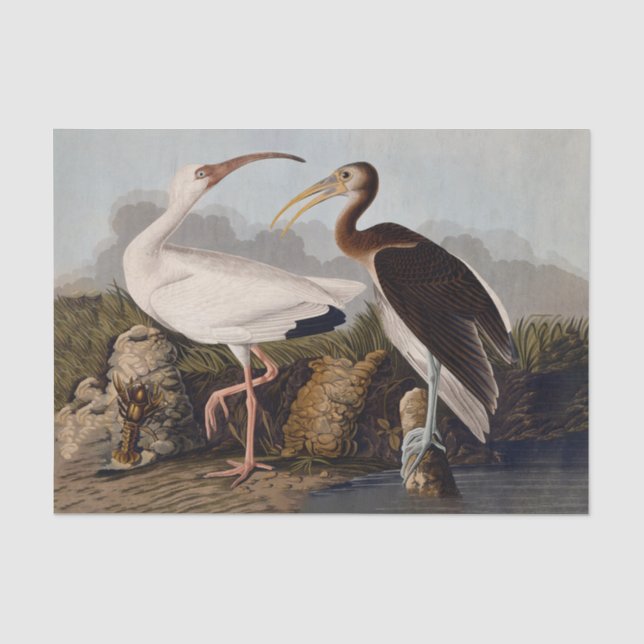 Papier Mousseline Impression d'oiseau Ibis blanc de John James Audub (Recto)